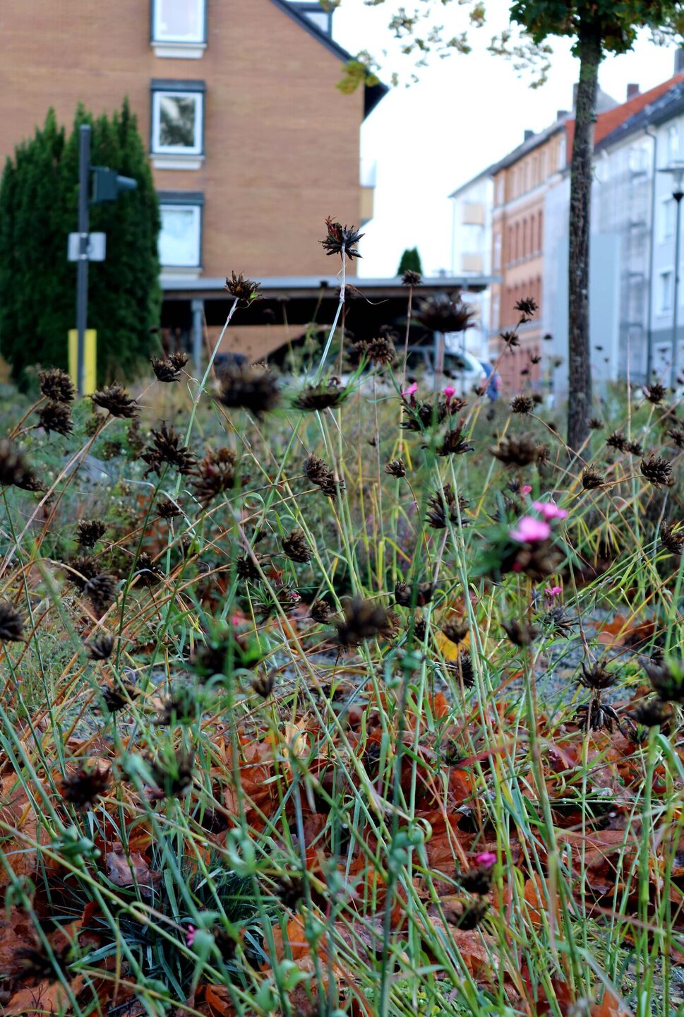 Beispielhaft: Die im vergangenen Jahr angelegte, naturnahe Blühfläche am Kreishaus.