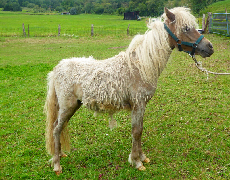 Bei den fünf Ponys handelt es sich um vier Stuten und einen Hengst der Rasse Mini-Appaloosa, im Alter von etwa einem Jahr bis 12 Jahren.